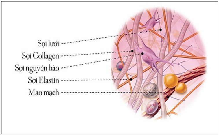 Vai trò của Collagen và Elastin đối với da. Kem tái sinh Collagen Regeneration Cream Ba12days Cosmetics giúp tăng sinh Collagen và Elastin